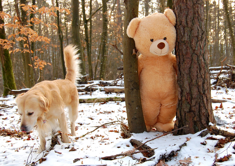 Zwei Freunde im Wald