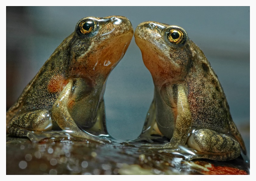 Zwei Frösche Foto & Bild | tiere, zoo, wildpark & falknerei, amphibien