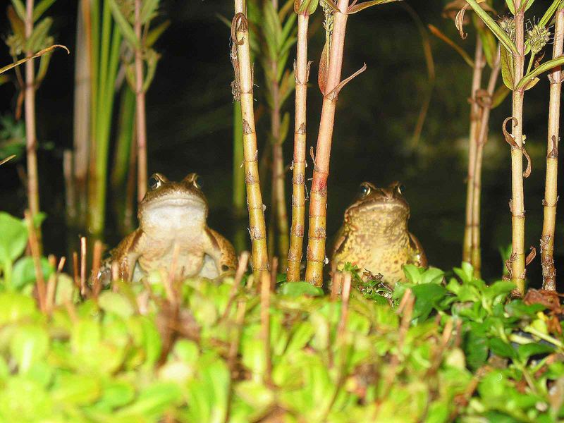 Zwei Frösche im Urwald