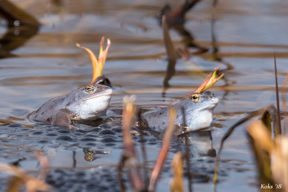 ZWEI Froschkönige