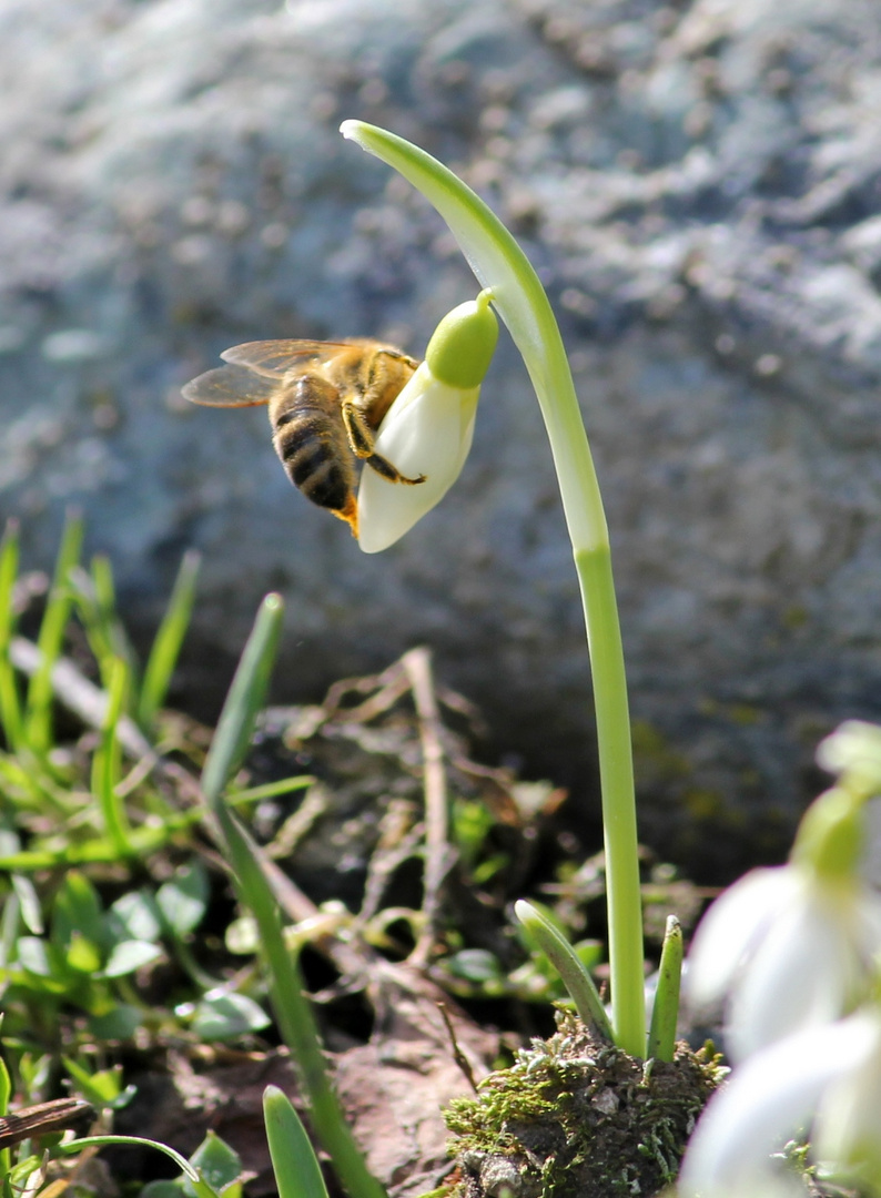 zwei Frühlingsboten