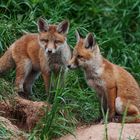    - Zwei Fuchswelpen -   ( Vulpes vulpes )