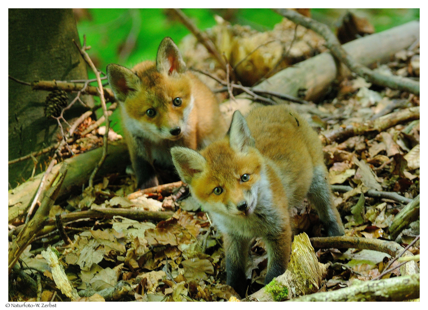 ---- Zwei Fuchswelpen ---- ( Vulpes vulpes )