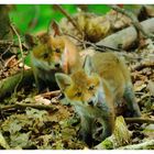 ---- Zwei Fuchswelpen ---- ( Vulpes vulpes )