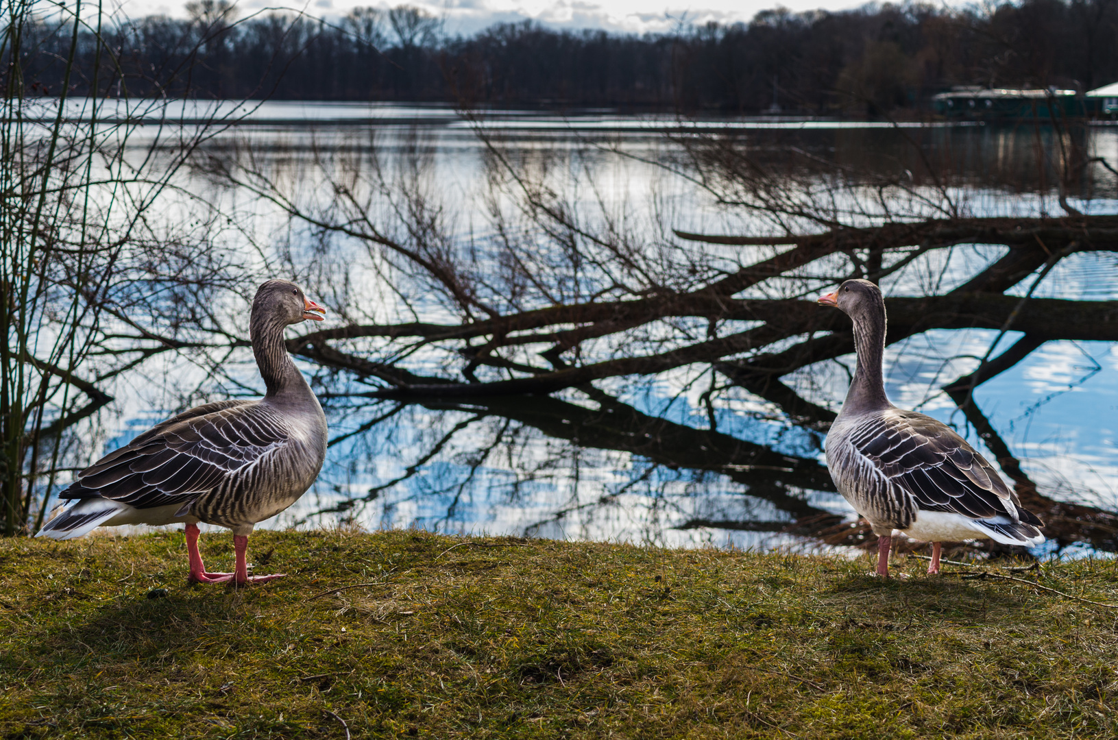 Zwei Gänse treffen sich am See