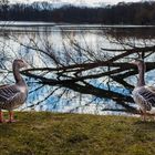 Zwei Gänse treffen sich am See