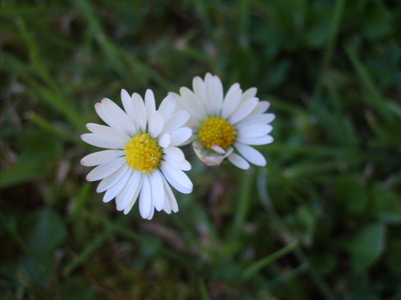 Zwei Gänseblümchen