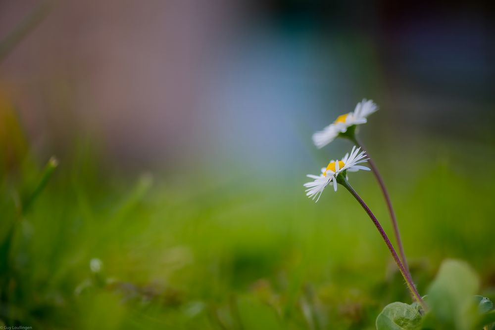 zwei Gänseblümchen