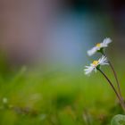 zwei Gänseblümchen