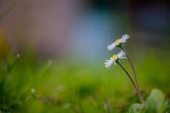 zwei Gänseblümchen