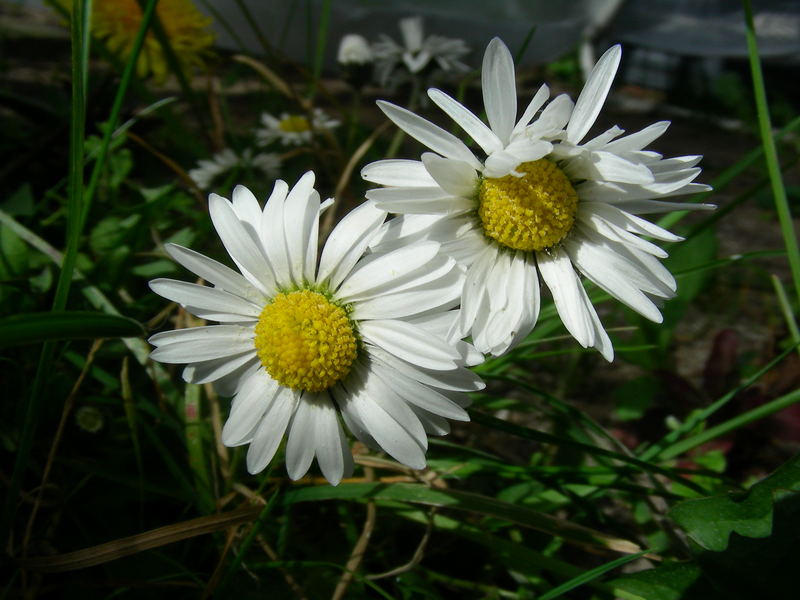 Zwei Gänseblümchen