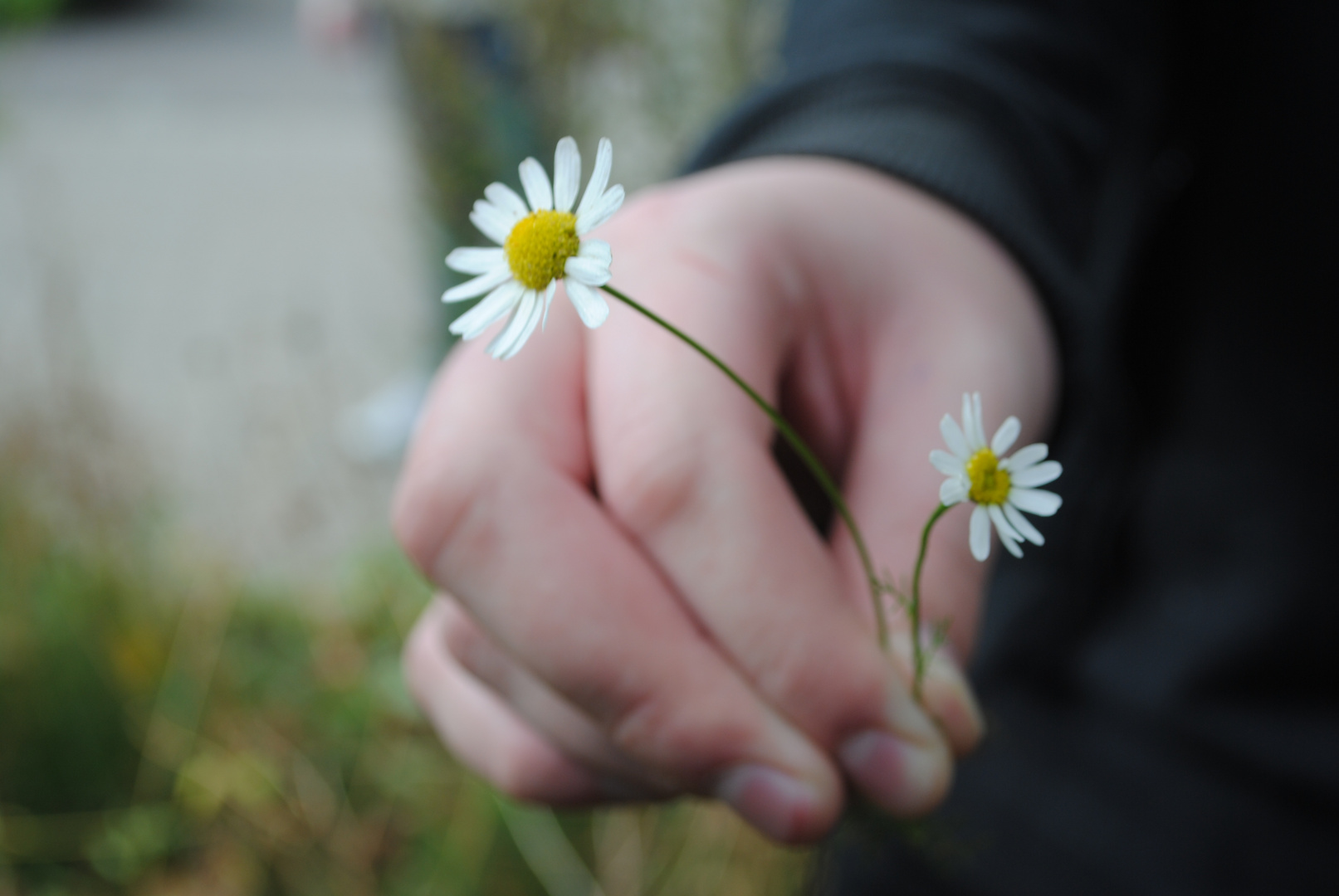 Zwei Gänseblümchen