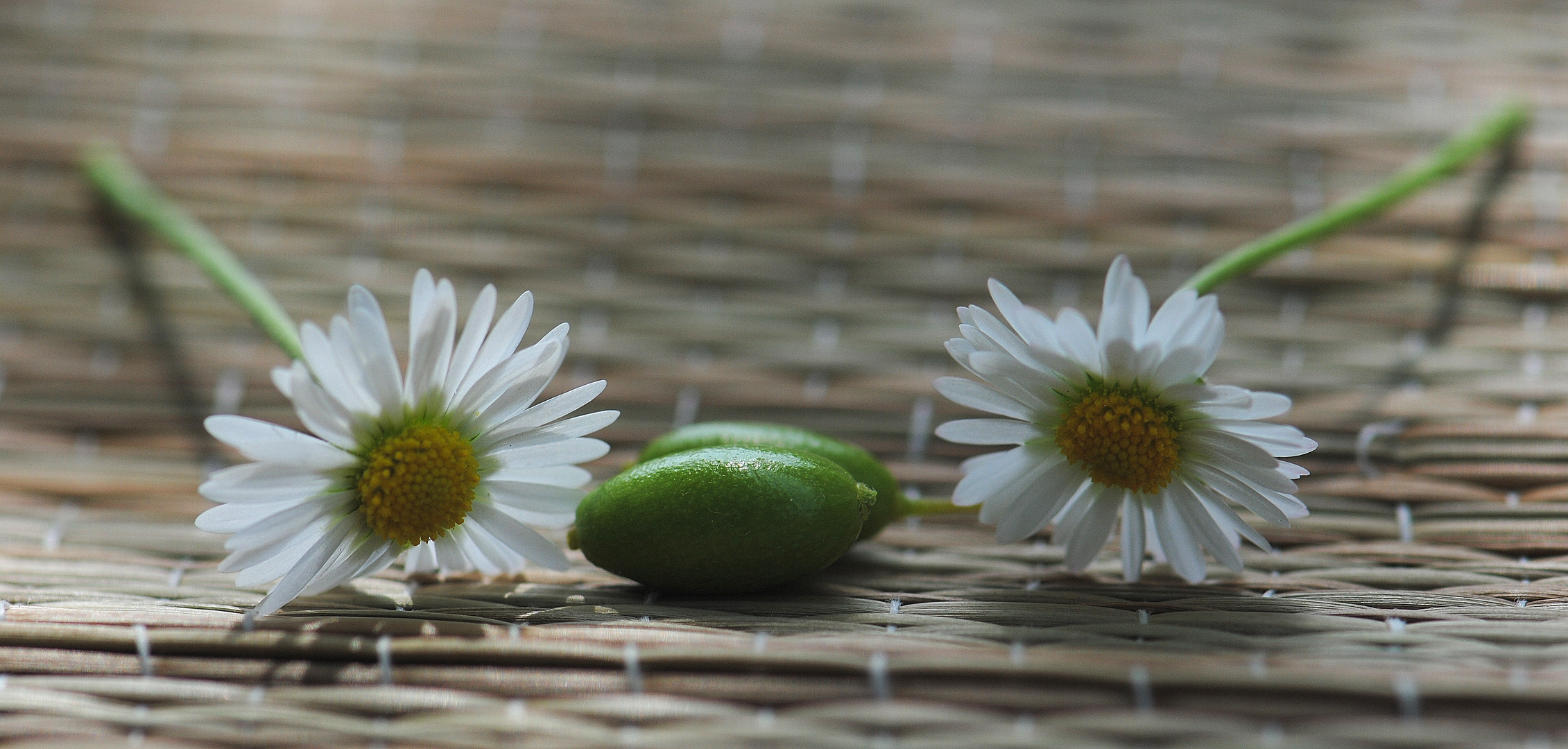 Zwei Gänseblümchen