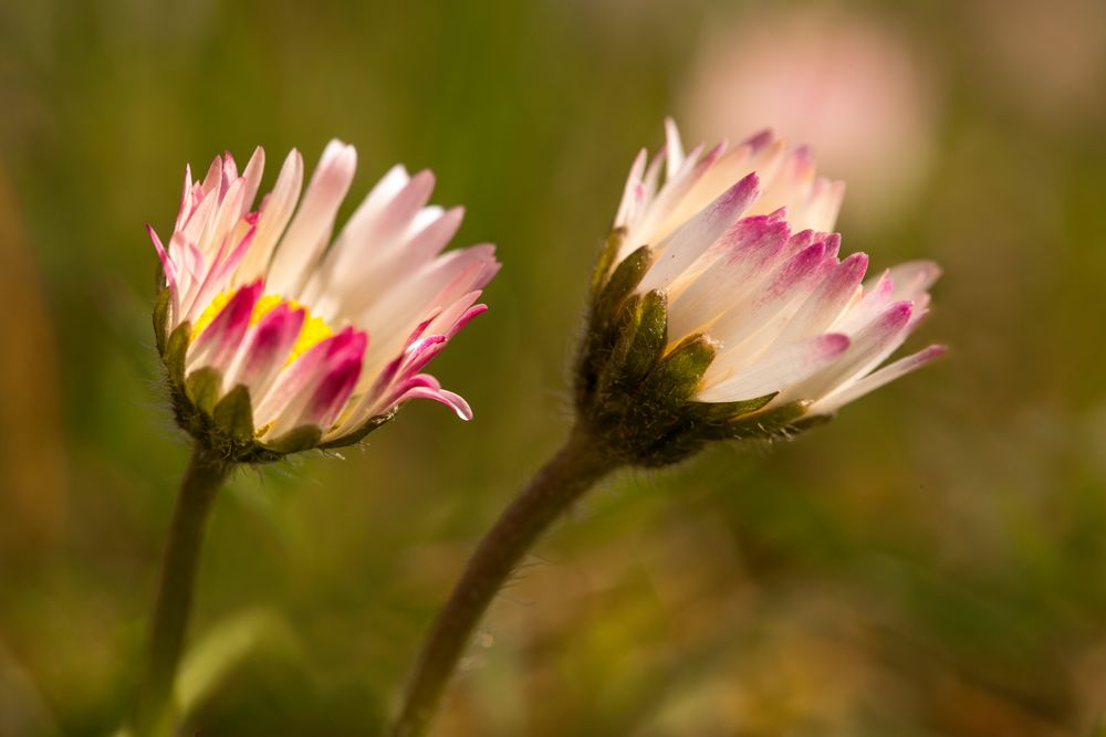 Zwei Gänseblümchen noch ganz verschlafen... ;-) von Florian Walter87 