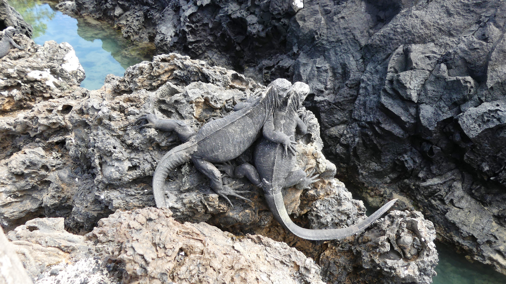 Zwei Galapagos-Echsen, die sich mögen