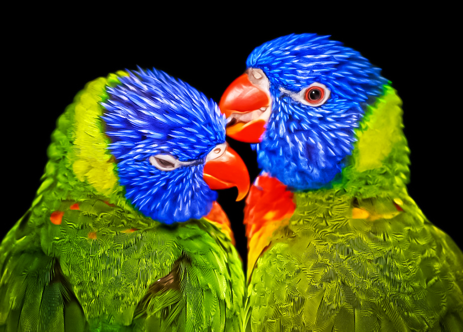 Zwei ganz bunte Vögel Foto & Bild | archiv, a r c h i v aktuell, farben