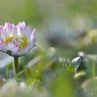 zwei ganz verschiedene Blüten