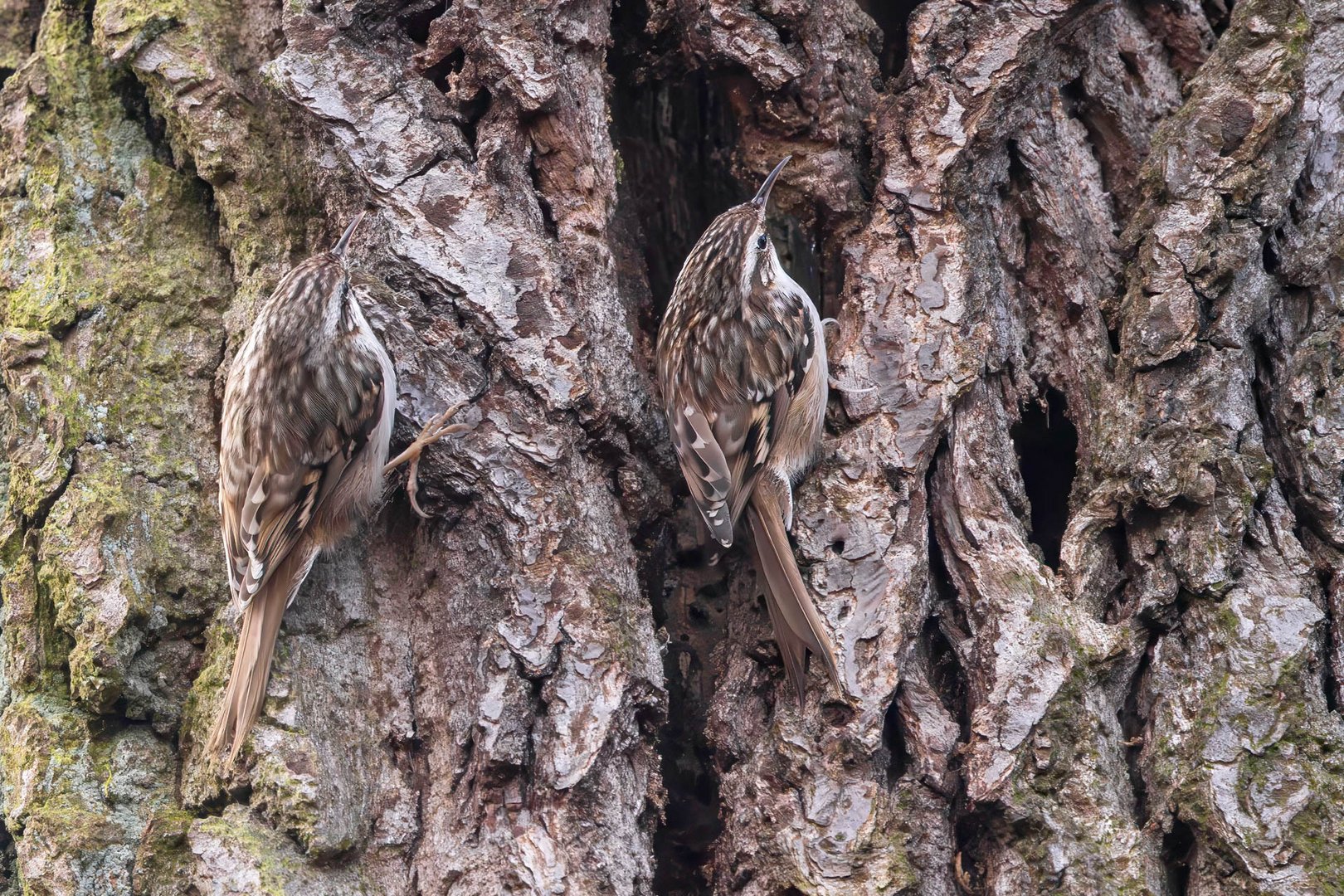 Zwei Gartenbaumläufern / Two treecreepers