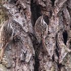 Zwei Gartenbaumläufern / Two treecreepers