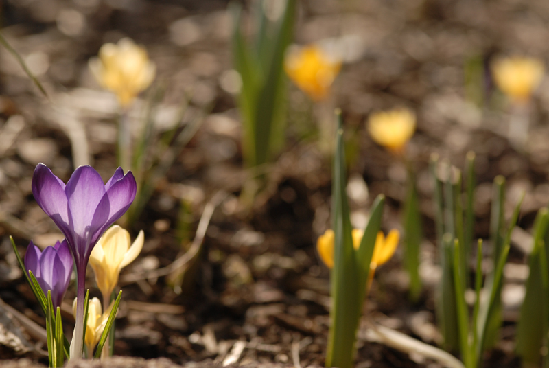 Zwei gegen viele... alle für den Frühling!!!