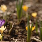 Zwei gegen viele... alle für den Frühling!!!