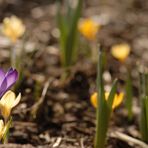 Zwei gegen viele... alle für den Frühling!!!