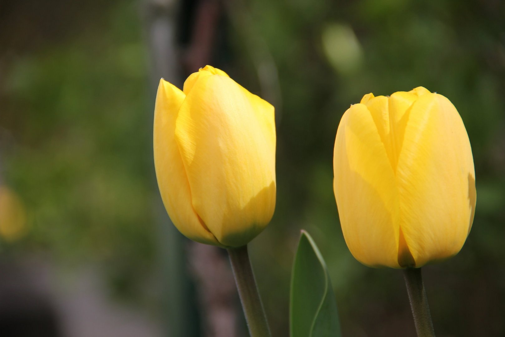 zwei gelbe Tulpen