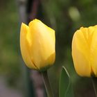 zwei gelbe Tulpen