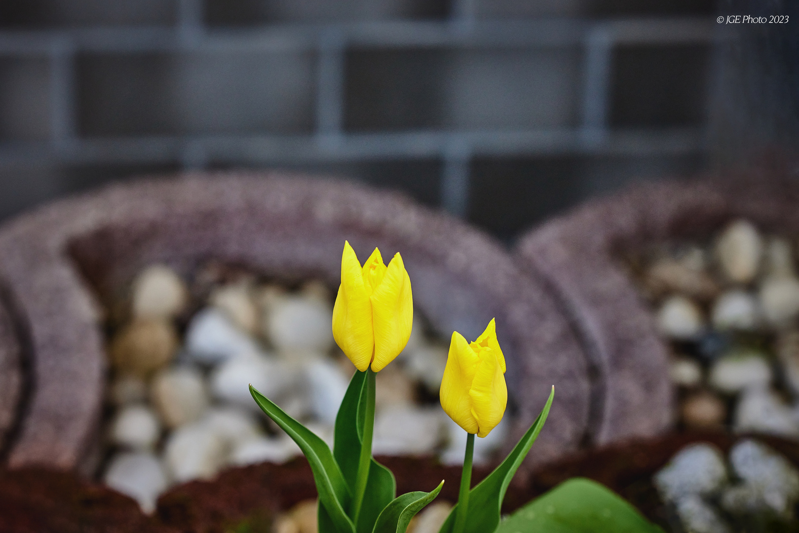 Zwei gelbe Tulpen vor dem Kiesbeet