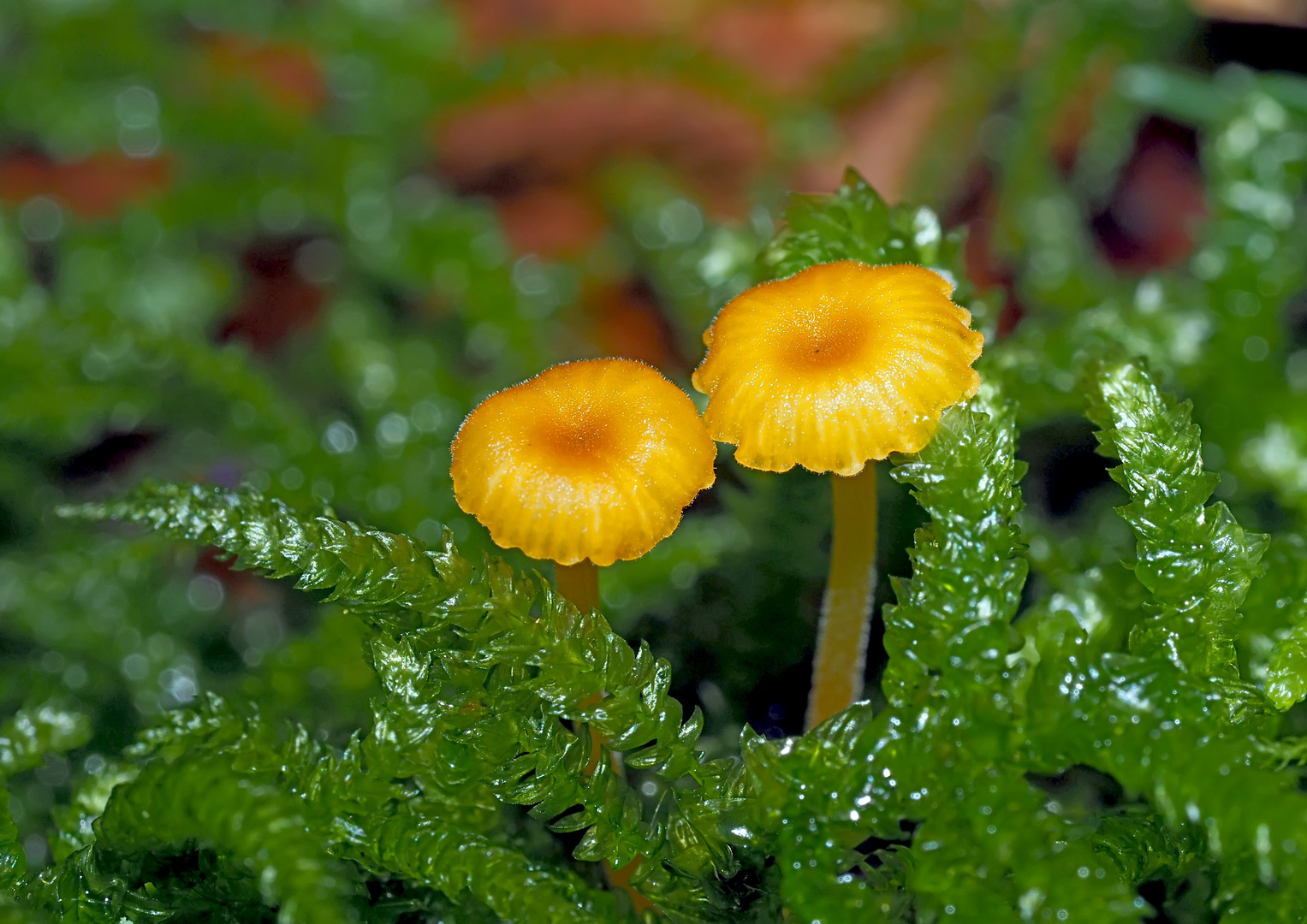 Zwei gemütliche Waldbewohner: Rickenella fibula * … - A deux la vie peut être belle!