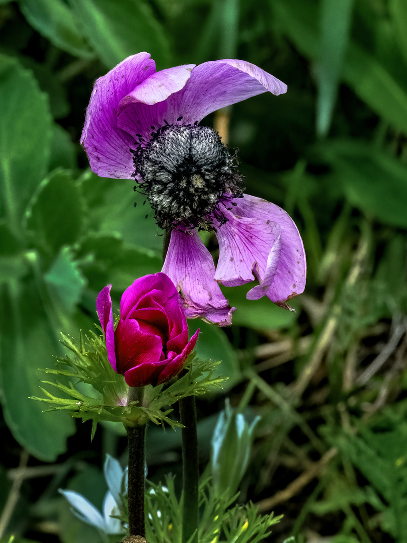 Zwei Generationen Anemonen