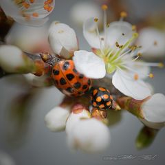 Zwei geniessen den Frühling