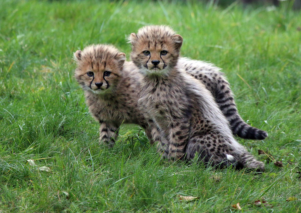 Zwei Gepardenkinder