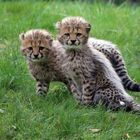 Zwei Gepardenkinder