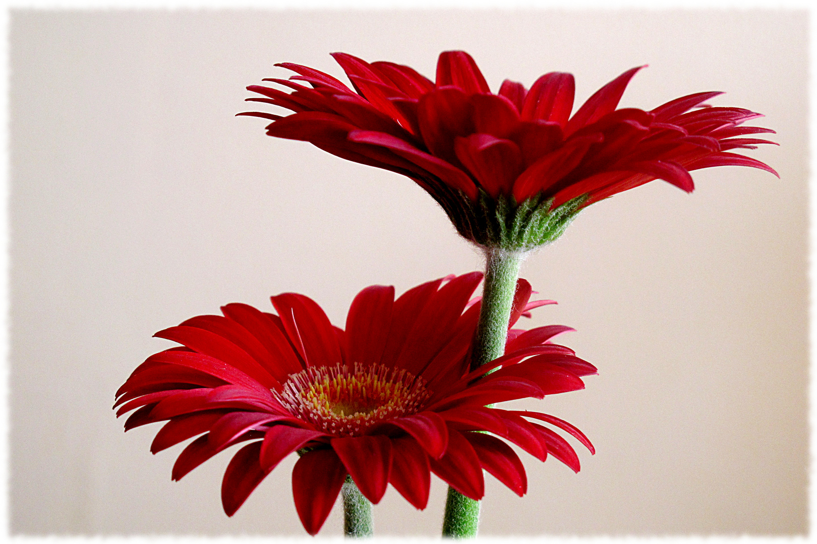 zwei Gerbera