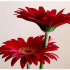 zwei Gerbera