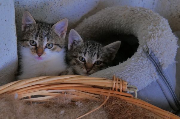 zwei Geschwisterchen beim Kuscheln