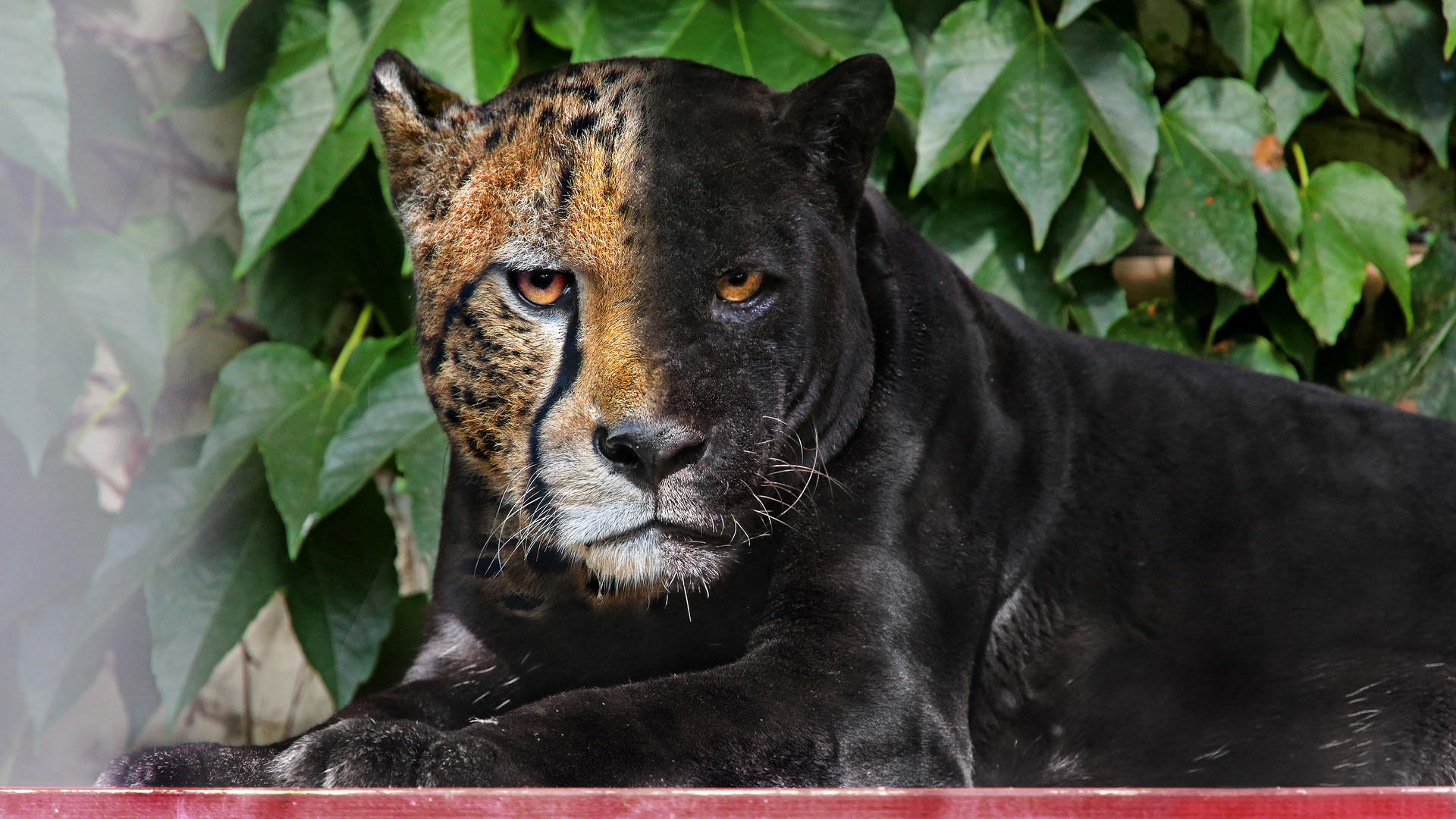 Zwei Gesichter Foto & Bild tiere, zoo, wildpark & falknerei
