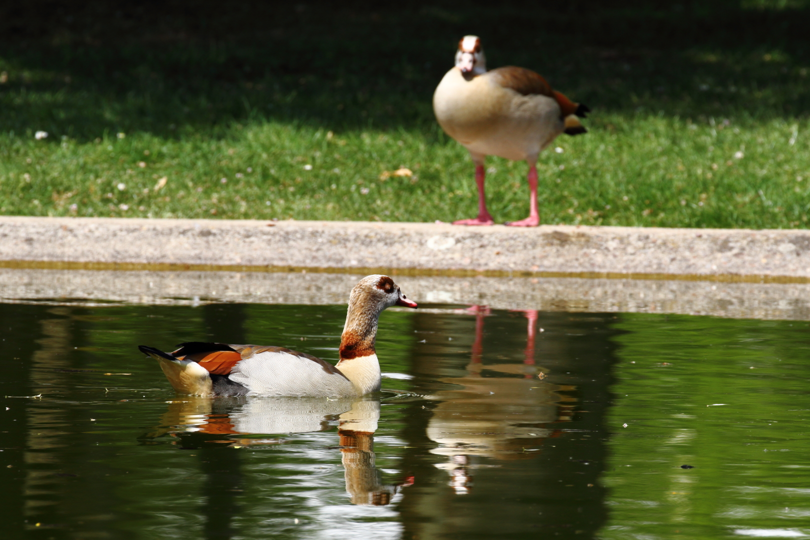 Zwei gespiegelte Nilgänse