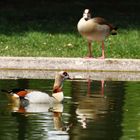 Zwei gespiegelte Nilgänse