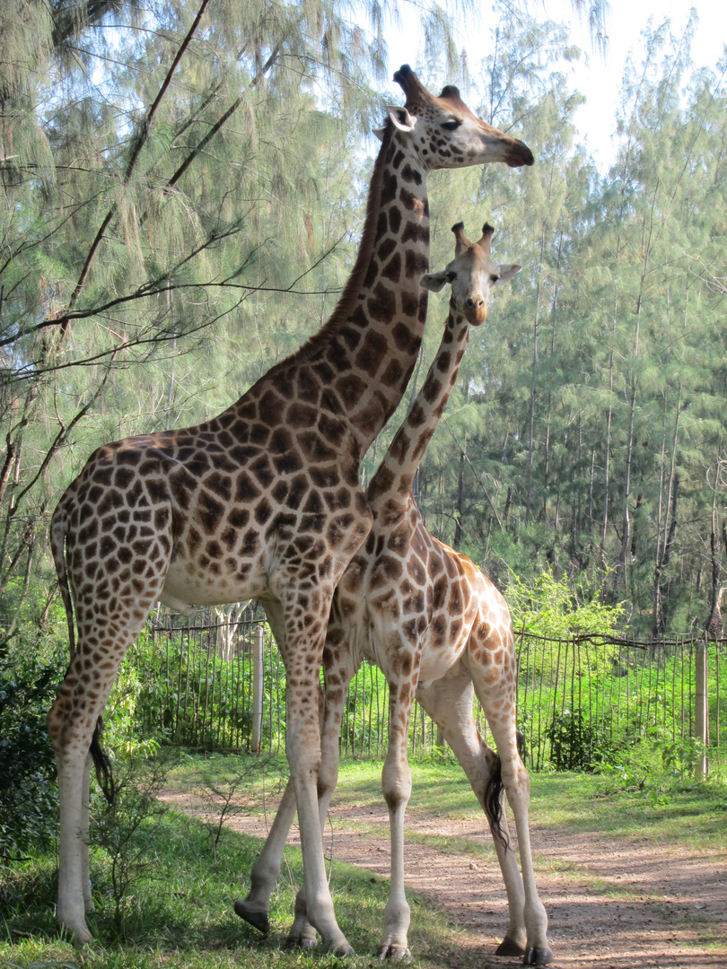 Zwei Giraffen