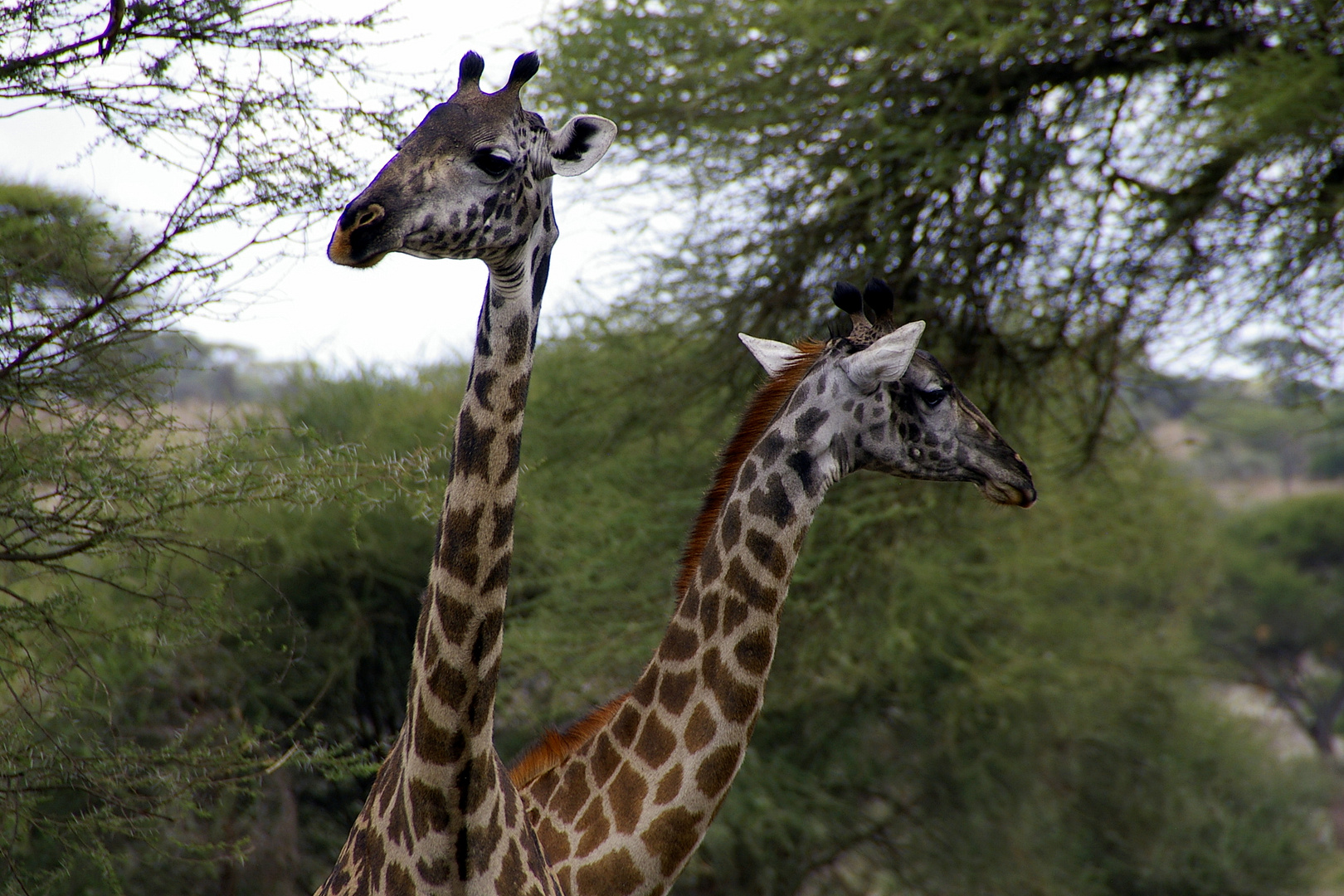 Zwei Giraffen