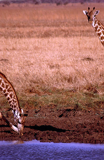 Zwei Giraffen - Mikumi National Park