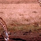 Zwei Giraffen - Mikumi National Park