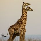 Zwei Giraffenbullen