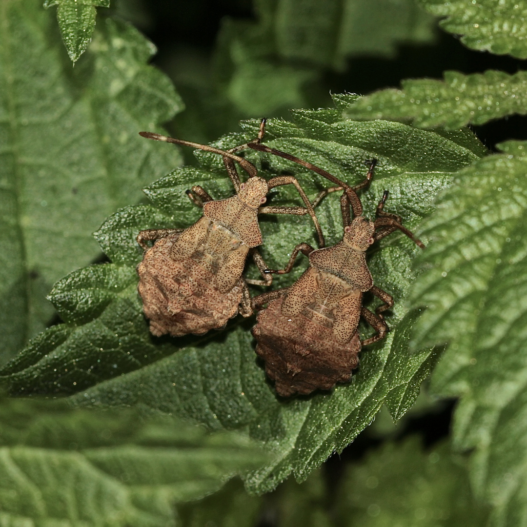 Zwei gleich alte Larven von Coreus marginatus, ...