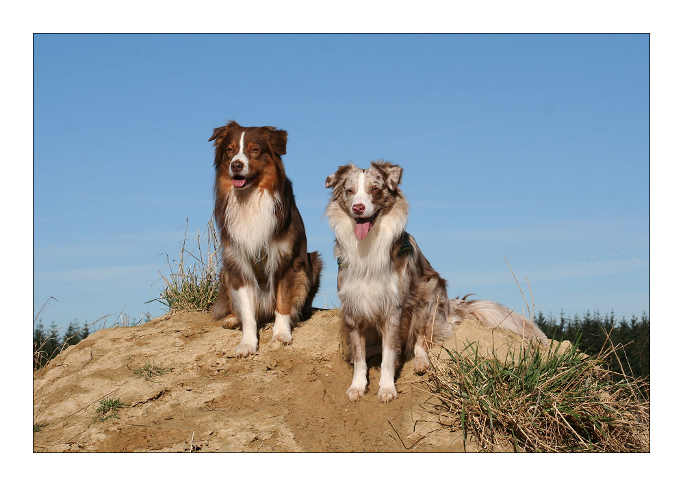 Zwei glückliche Hunde