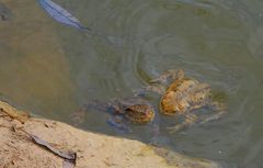 zwei glückliche Kröten, die ihren See erreicht haben...