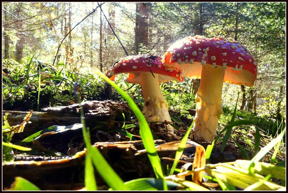 Zwei "Glückspilze" in der späten Herbstsonne..........