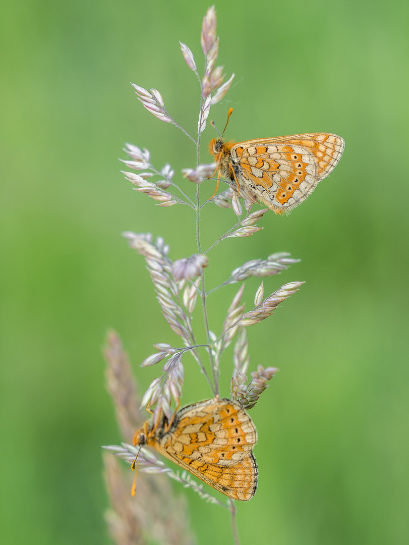 zwei goldene Scheckenfalter (Euphydryas aurinia)